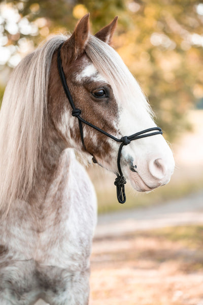 Pälsfällning – Så hjälper vi hästen på bästa sätt